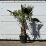 Mexicaanse waaierpalm - 250 cm