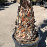 Mexicaanse waaierpalm - 250 cm