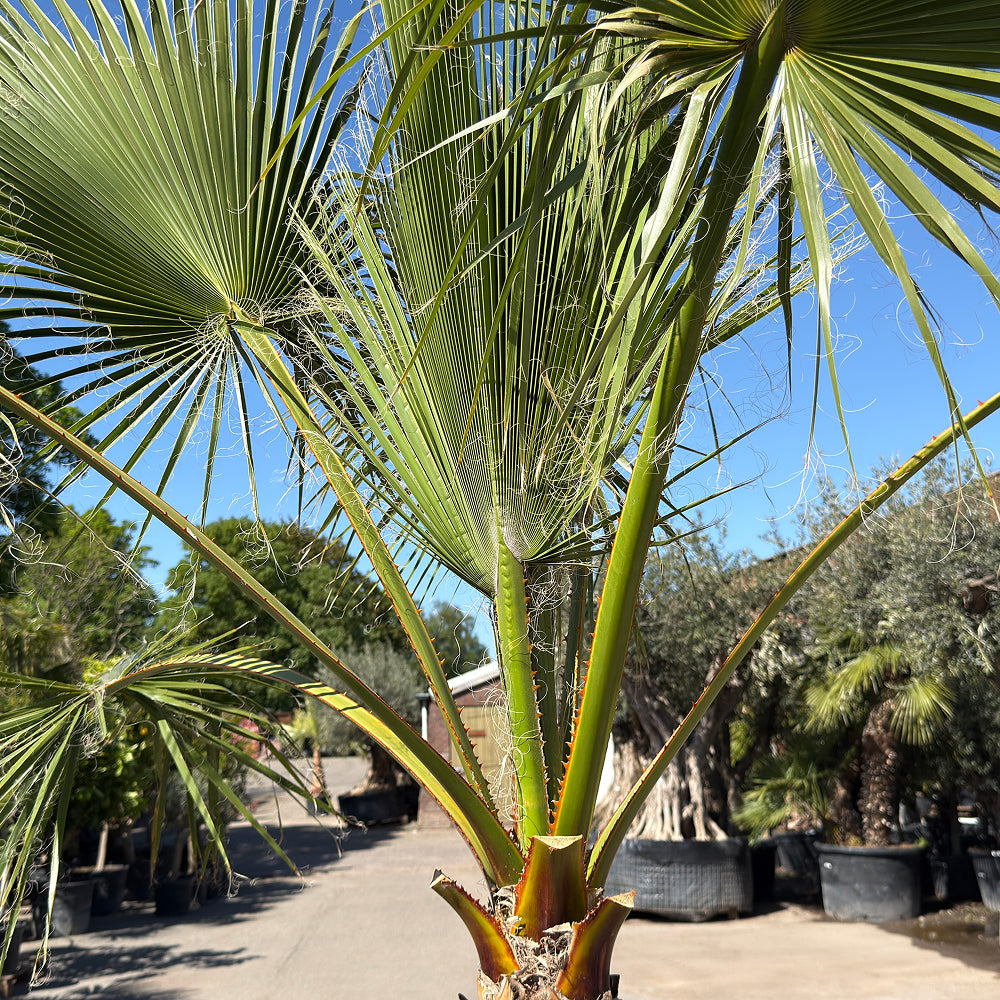 Mexicaanse waaierpalm - 250 cm
