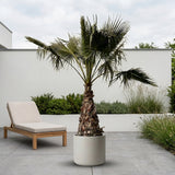 Mexicaanse waaierpalm - 250 cm