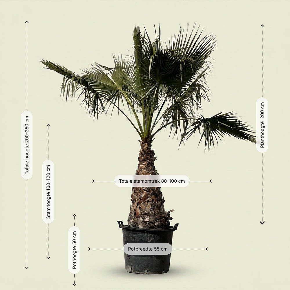 Mexicaanse waaierpalm - 250 cm