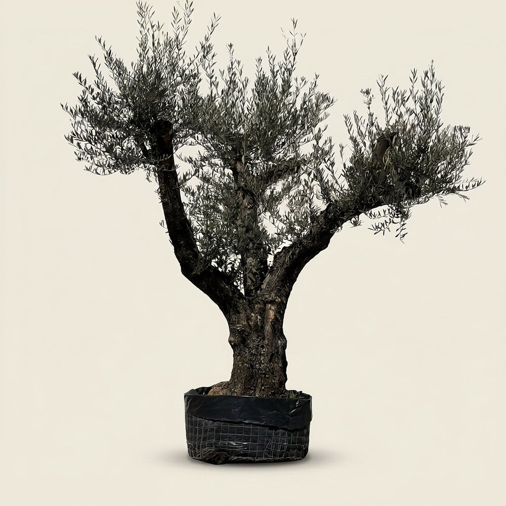 Oude olijfboom met natuurlijke vertakking - 230 cm