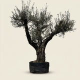 Oude olijfboom met natuurlijke vertakking - 230 cm