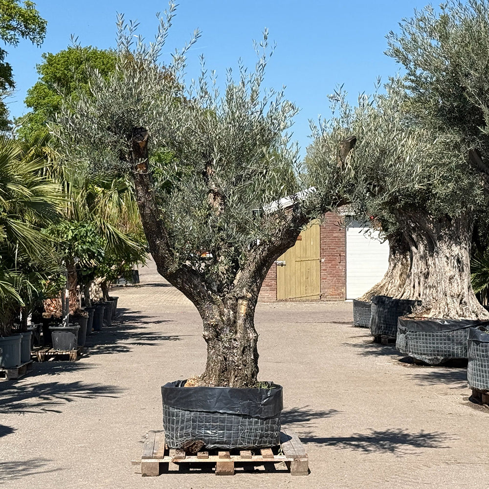Oude olijfboom met natuurlijke vertakking - 230 cm