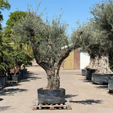 Oude olijfboom met natuurlijke vertakking - 230 cm