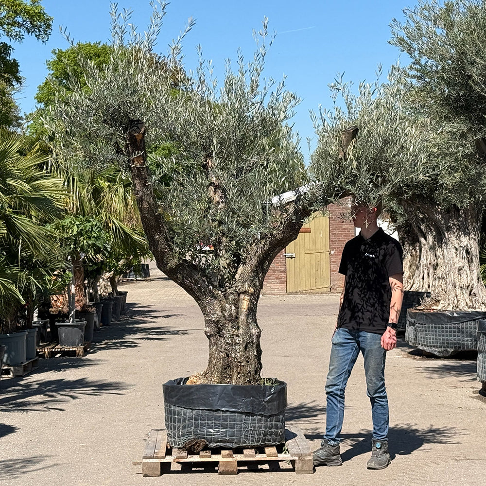 Oude olijfboom met natuurlijke vertakking - 230 cm
