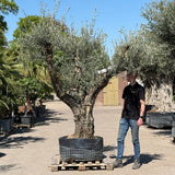 Oude olijfboom met natuurlijke vertakking - 230 cm