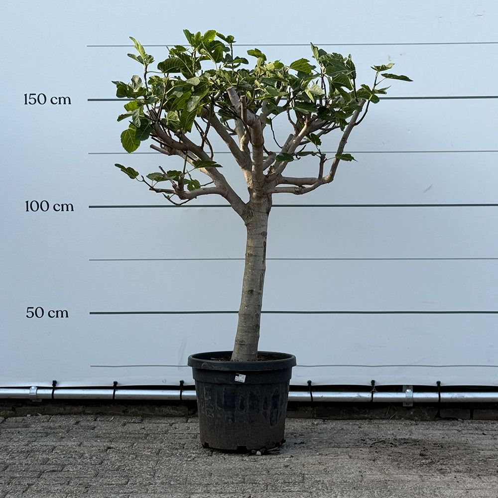 Vijgenboom halfstam