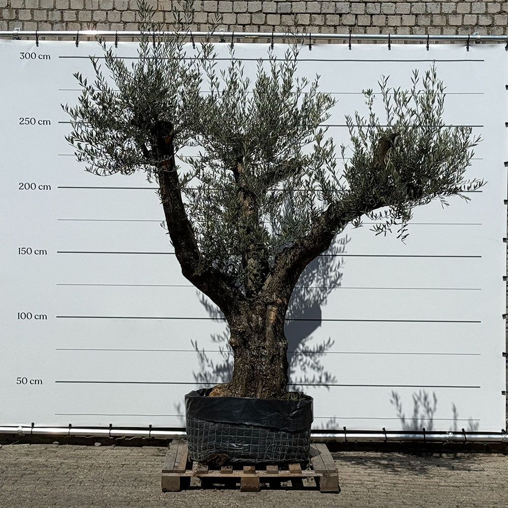 Oude olijfboom met natuurlijke vertakking - 230 cm