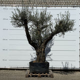 Oude olijfboom met natuurlijke vertakking - 230 cm