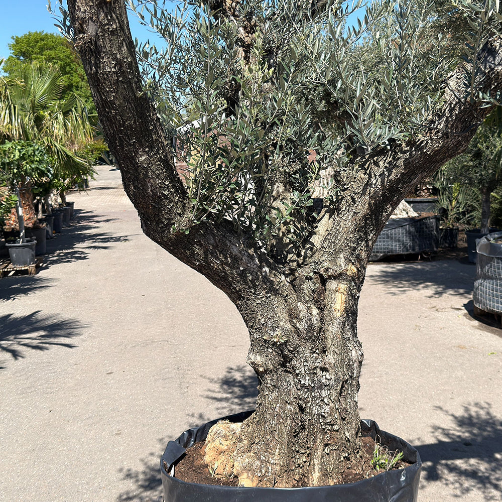 Oude olijfboom met natuurlijke vertakking - 230 cm