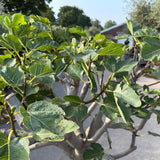 Vijgenboom halfstam