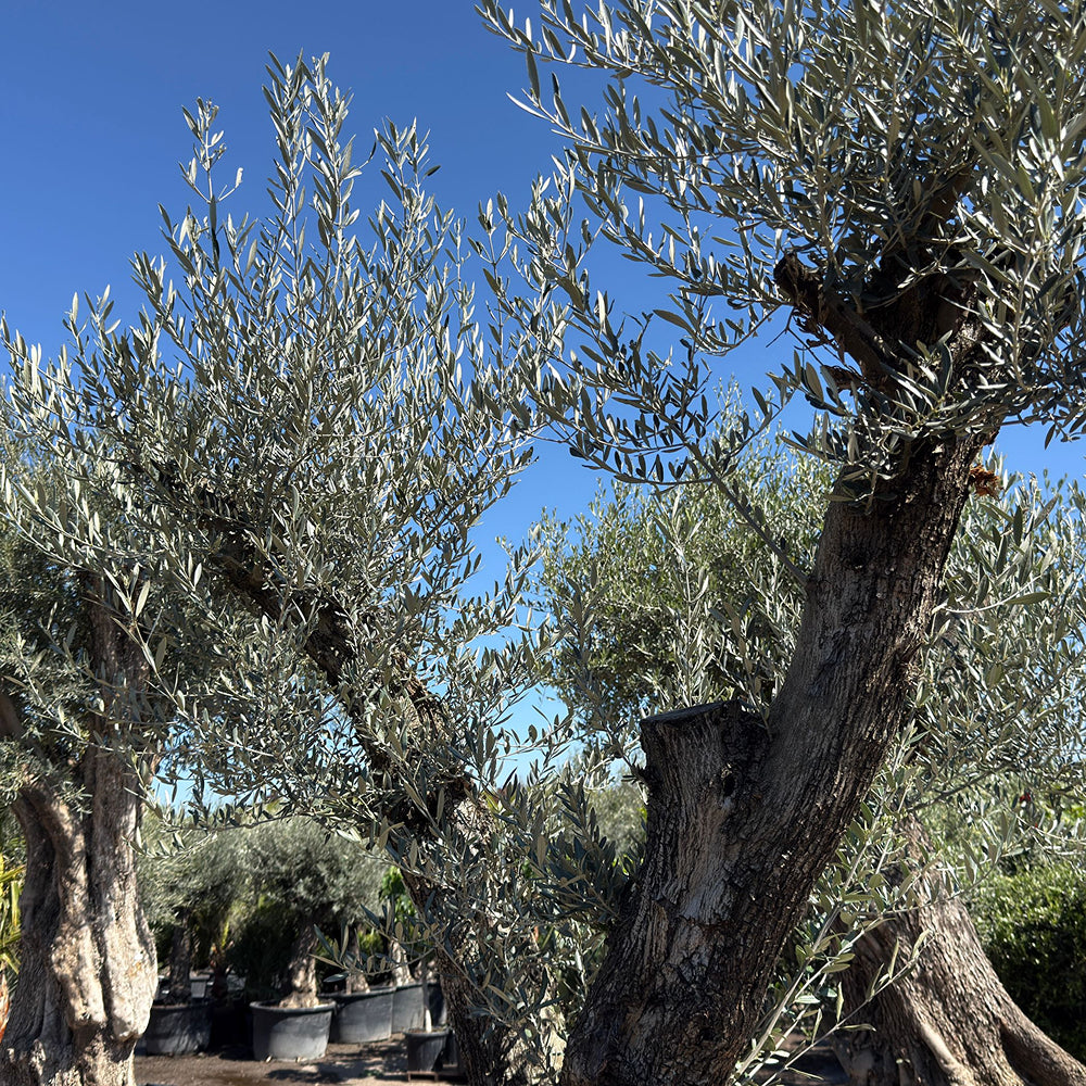 Oude olijfboom met natuurlijke vertakking - 230 cm