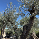 Oude olijfboom met natuurlijke vertakking - 230 cm