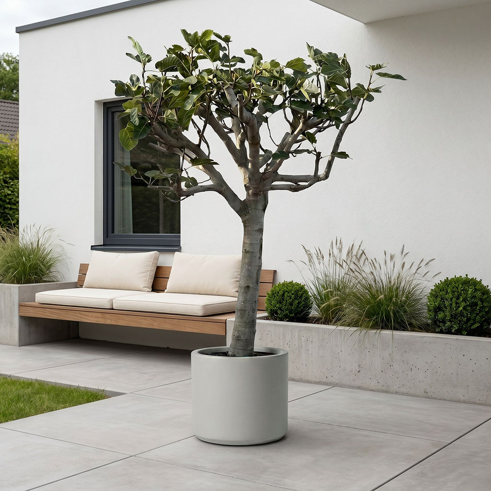 Vijgenboom halfstam