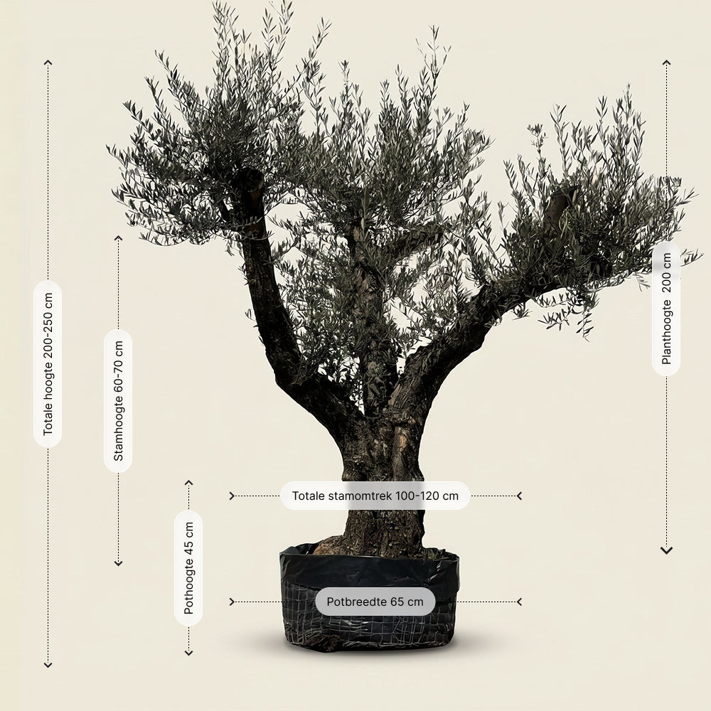 Oude olijfboom met natuurlijke vertakking - 230 cm