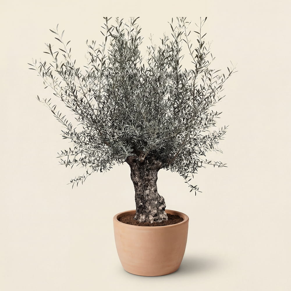 Olijfboom bonsai in rode pot