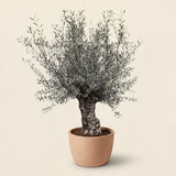 Olijfboom bonsai in rode pot