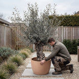 Olijfboom bonsai in rode pot