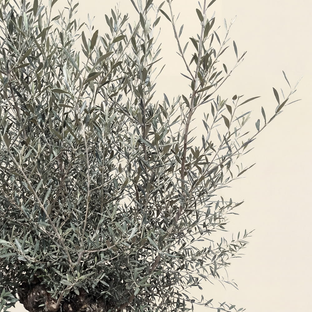 Olijfboom bonsai in rode pot