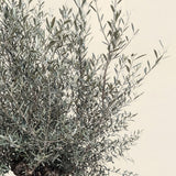 Olijfboom bonsai in rode pot