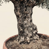 Olijfboom bonsai in rode pot
