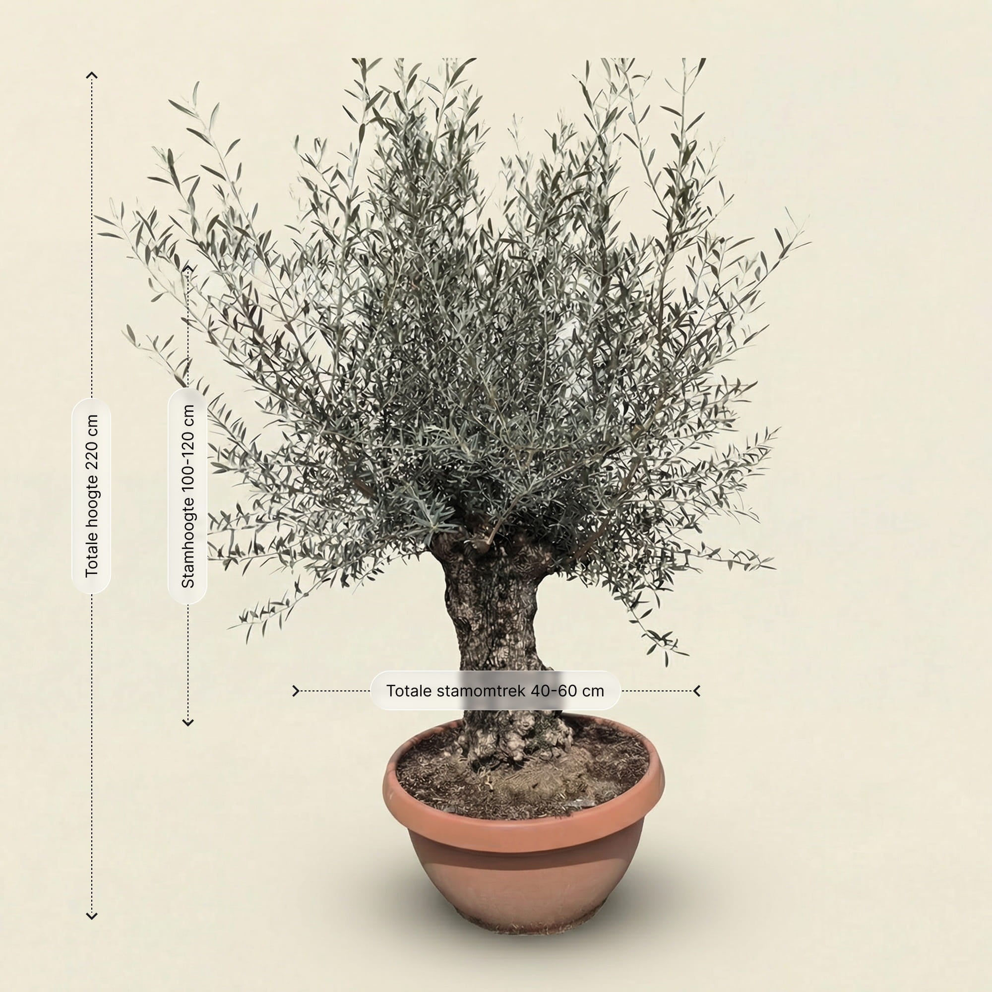 Olijfboom bonsai in rode pot