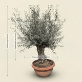 Olijfboom bonsai in rode pot