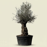 Olijfboom bonsai - 250 cm