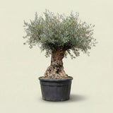 Olijfboom bonsai - 260 cm
