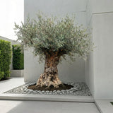 Olijfboom bonsai - 260 cm