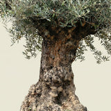 Olijfboom bonsai - 260 cm