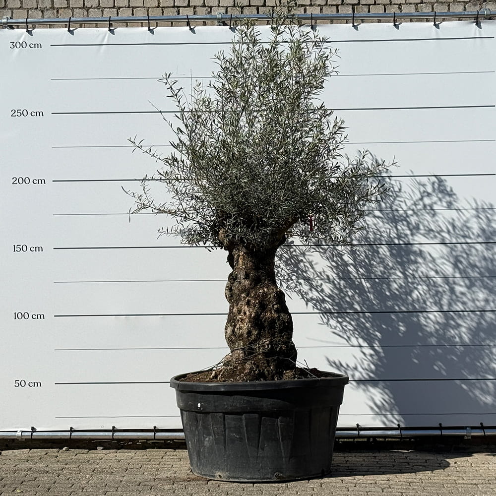 Olijfboom bonsai - 250 cm