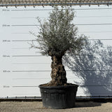 Olijfboom bonsai - 250 cm