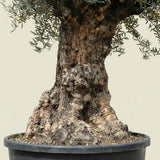 Olijfboom bonsai - 260 cm