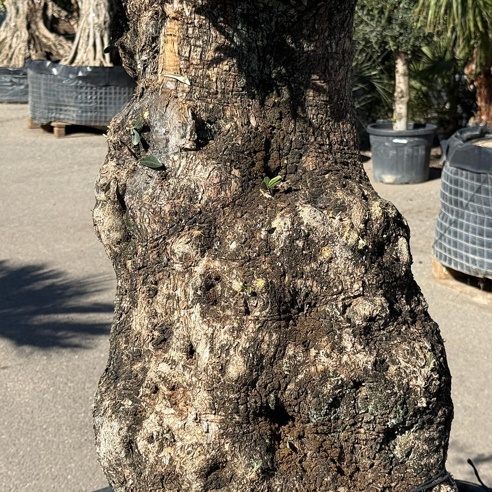 Olijfboom bonsai - 250 cm
