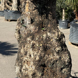 Olijfboom bonsai - 250 cm