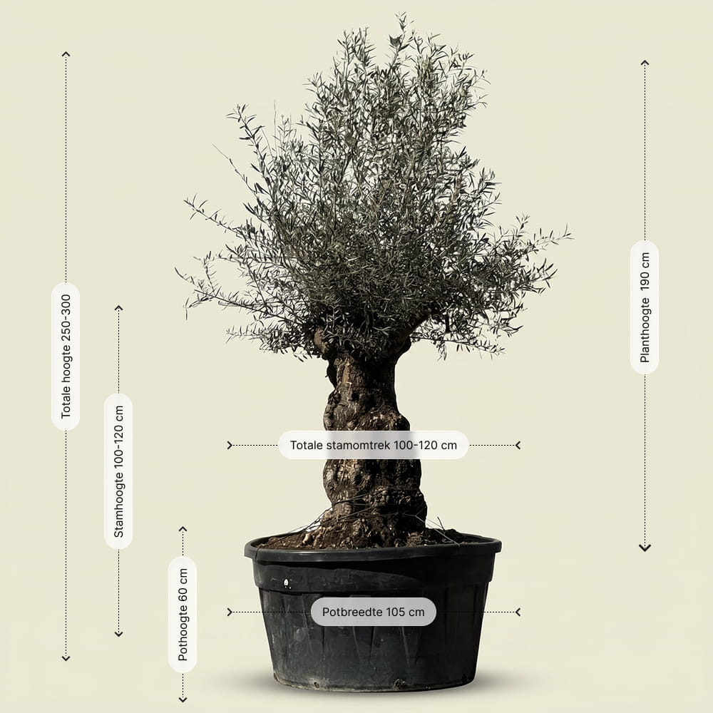 Olijfboom bonsai - 250 cm