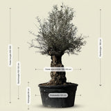 Olijfboom bonsai - 250 cm