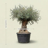 Olijfboom bonsai - 260 cm