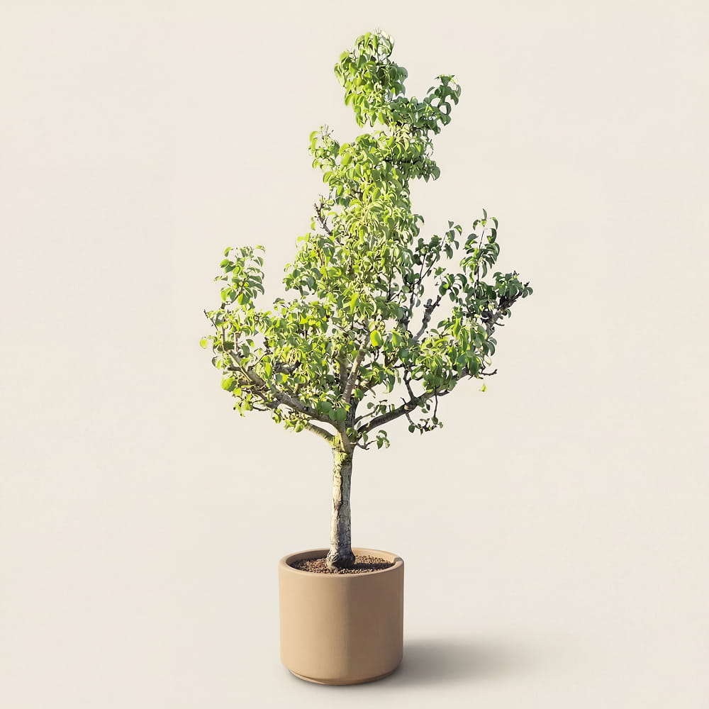 Perenboom ‘Conference’ - 270 cm