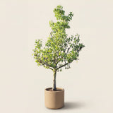 Perenboom ‘Conference’ - 270 cm