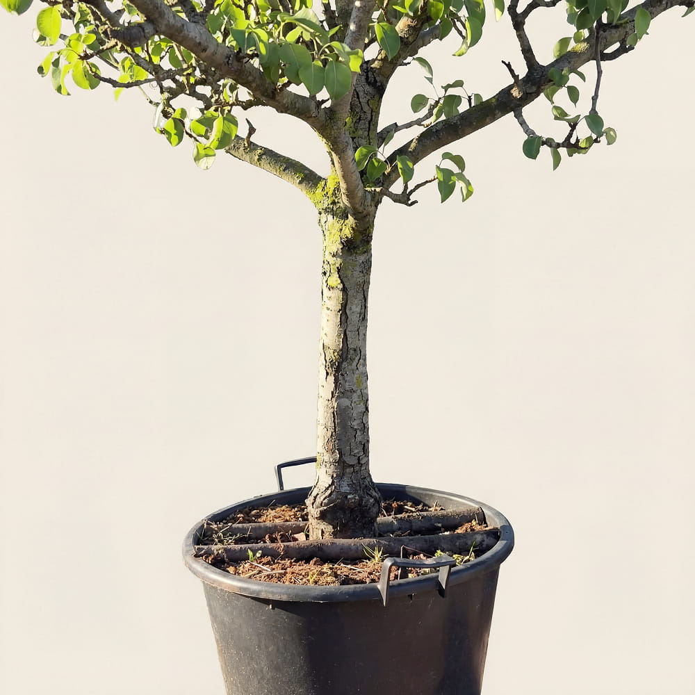 Perenboom ‘Doyenne du Comice’ - 270 cm