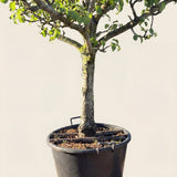 Perenboom ‘Doyenne du Comice’ - 270 cm