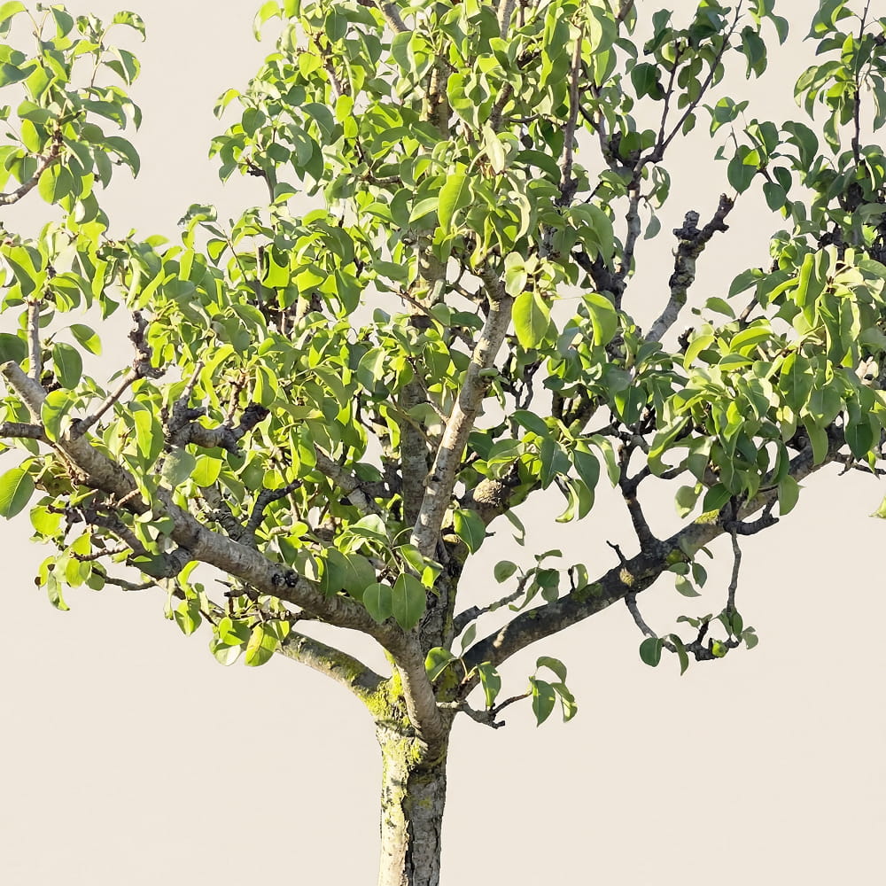 Perenboom ‘Conference’ - 270 cm