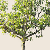 Perenboom ‘Conference’ - 270 cm