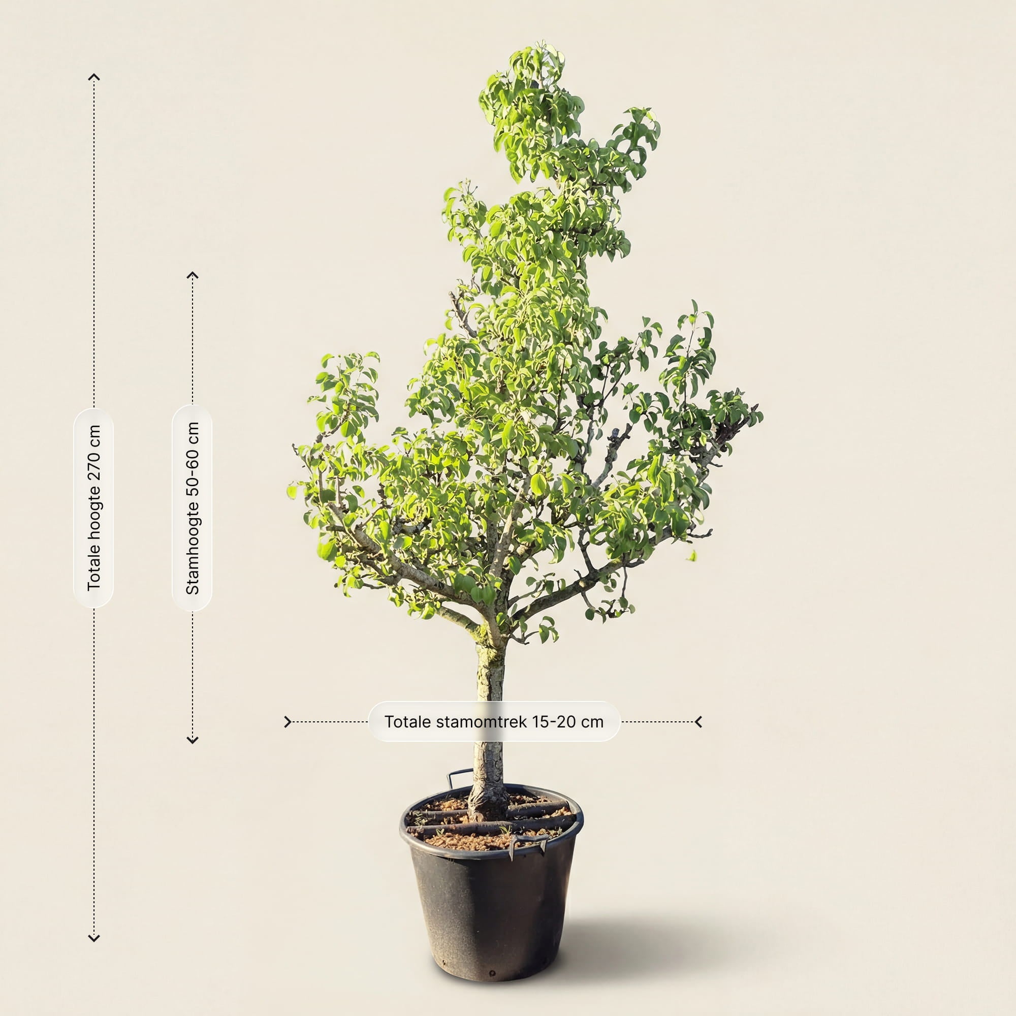 Perenboom ‘Conference’ - 270 cm