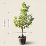 Perenboom ‘Conference’ - 270 cm
