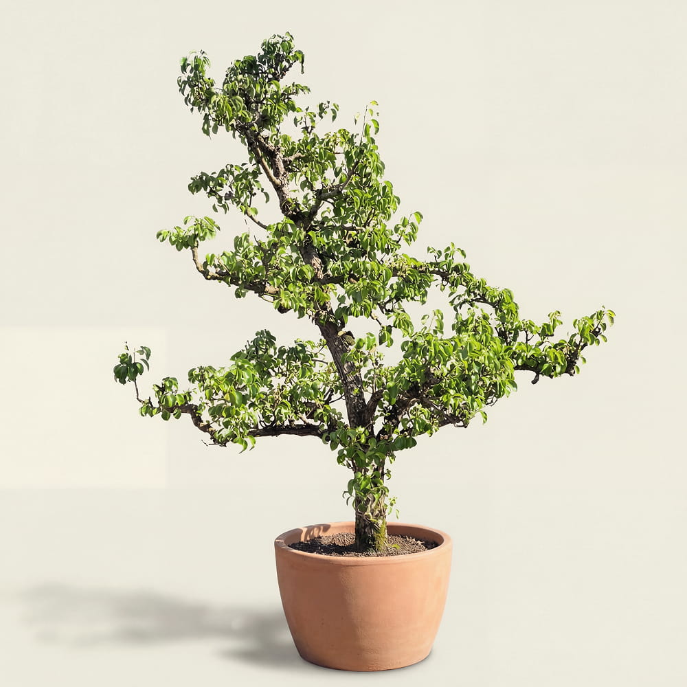 Perenboom ‘Conference’ - 300 cm