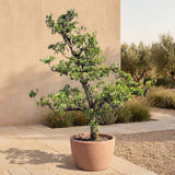 Perenboom ‘Conference’ - 300 cm